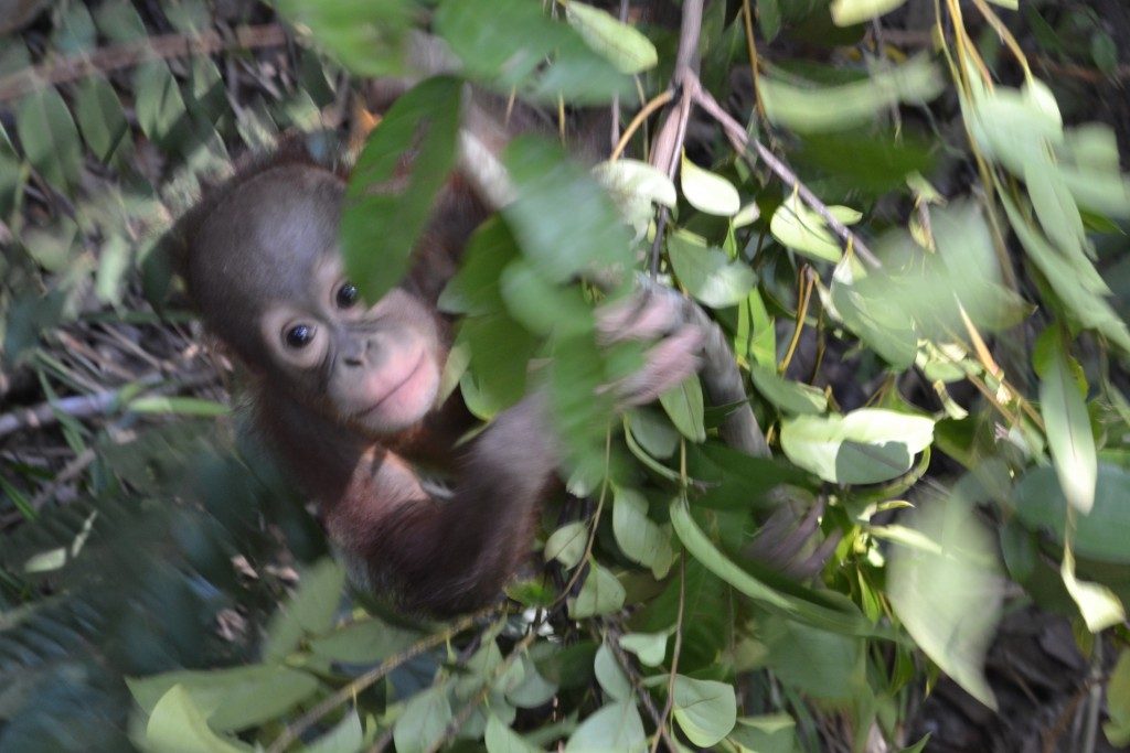 orangutan at rasa ria nature reserve in borneo